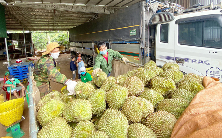 Bẻ kèo sầu riêng: Coi chừng tham bát bỏ mâm