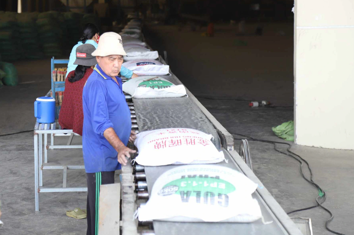 Chế biến gạo xuất khẩu tạo một nhà máy ở huyện Phú Tân, tỉnh An Giang - Ảnh: CHÍ QUỐC
