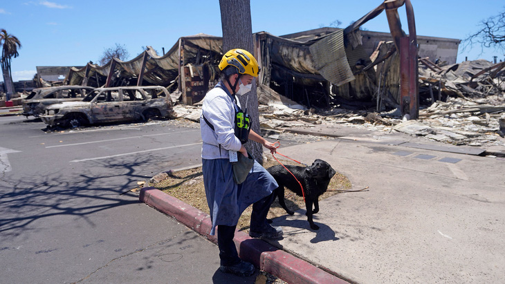Chó tìm xác người sau cháy rừng ở Hawaii, Mỹ, ngày 12-8 - Ảnh: AP