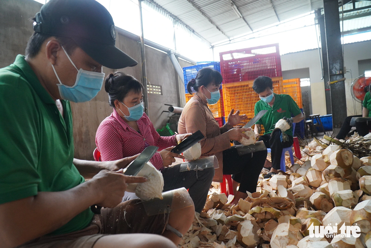 Trái dừa Việt Nam được nhập khẩu vào Mỹ có thể ở dạng được loại bỏ hoàn toàn lớp vỏ ngoài và xơ dừa, hoặc dạng quả dừa non đã loại bỏ ít nhất 75% (3/4) lớp vỏ xanh bên ngoài - Ảnh: MẬU TRƯỜNG
