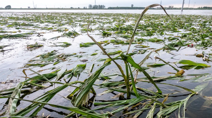 Một cánh đồng ngô ngập nước tại Trung Quốc - Ảnh: GETTY IMAGES