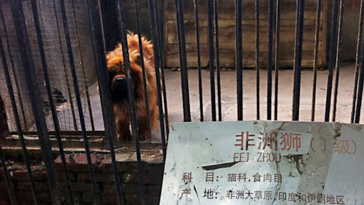 Một con chó ngao Tây Tạng bị nhốt trong chuồng, với tấm biển ghi &quot;sư tử châu Phi&quot;, tại một sở thú ở tỉnh Hà Nam, Trung Quốc. Ảnh chụp 15-8-2013.