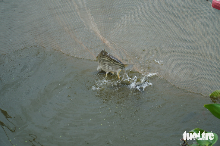 Một con cá bị mắc vào lưới trong khi kéo lên. Cá tại Giếng nước Mỹ Tho chủ yếu là cá trắng - Ảnh: MẬU TRƯỜNG
