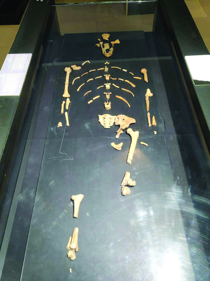 Bộ xương hóa thạch của cụ tổ Lucy được trưng bày tại Bảo tàng quốc gia Ethiopia. Ảnh: TOMMASO GIOIA