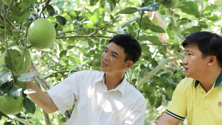 Anh Mai Văn Toàn (trái), nông dân trồng bưởi ấp Thành Tân, Kế Sách, Sóc Trăng