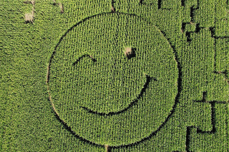 Một bác nông dân đã tạo hình gương mặt đang cười trên cánh đồng ngô của mình ở gần thành phố công nghiệp Dortmund miền tây bắc nước Đức hôm 10-8 vừa qua. (Martin Meissner/AP)