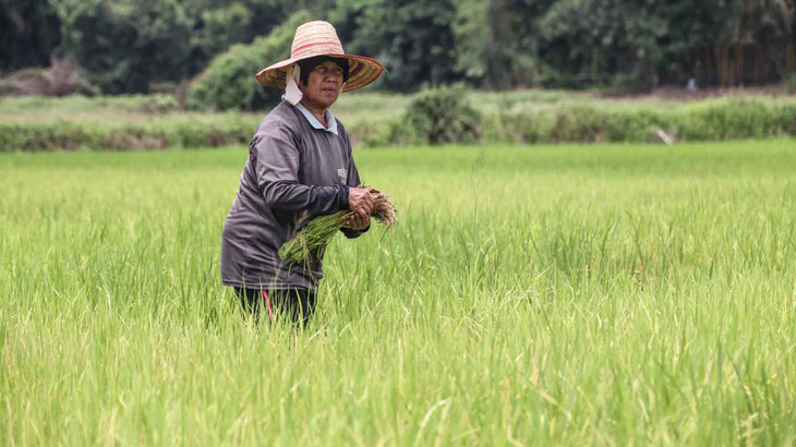Một nông dân làm việc trên cánh đồng lúa ở tỉnh Khon Kaen, miền trung Thái Lan - Ảnh: NIKKEI ASIA