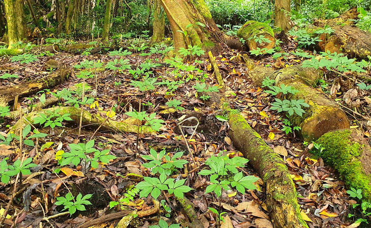 Sâm Ngọc Linh thường sinh trưởng tốt dưới tán rừng ẩm - Ảnh: BTC