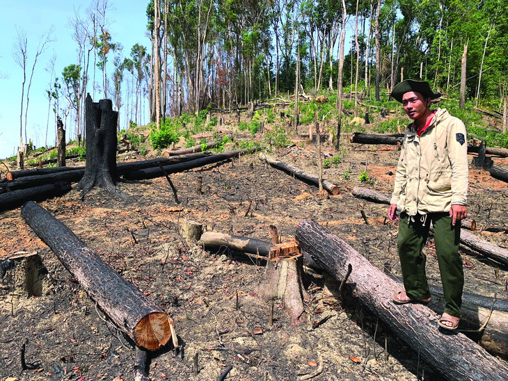 Rừng phòng hộ ở huyện Krông Bông (Đắk Lắk) bị phá tan hoang. Ảnh: TRUNG TÂN