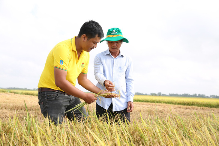 Cán bộ PVCFC hướng dẫn kỹ thuật cho nông dân 
