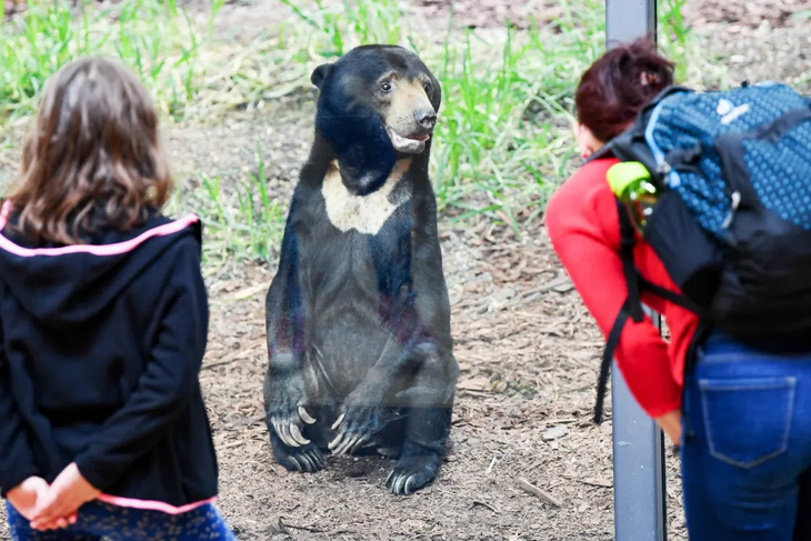 Một chú gấu chó ở Sở thú Berlin năm 2020 - Ảnh: NBC News