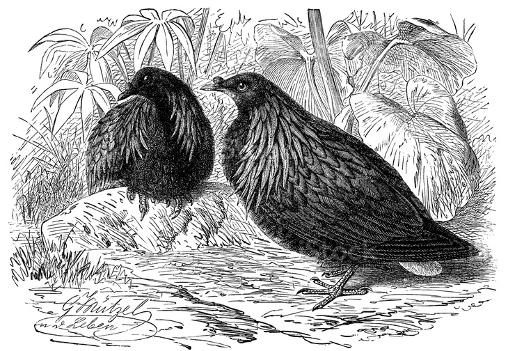 Nicobar pigeon - Scanned 1885 Engraving