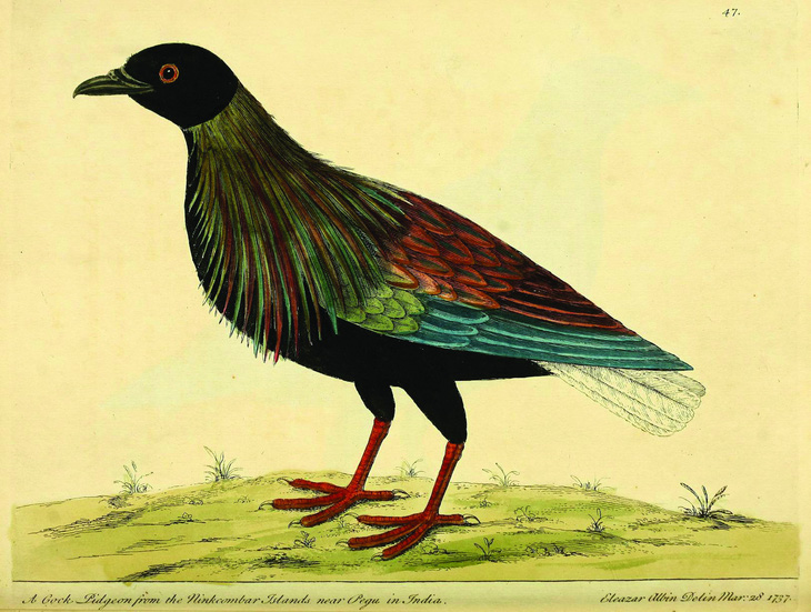 Tranh màu nước vẽ Nicobar của Eleazar Albin trong cuốn Lịch sử tự nhiên của các loài chim năm 1738.