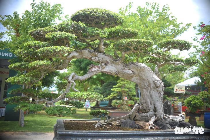 Một tác phẩm bonsai dáng cổ thụ