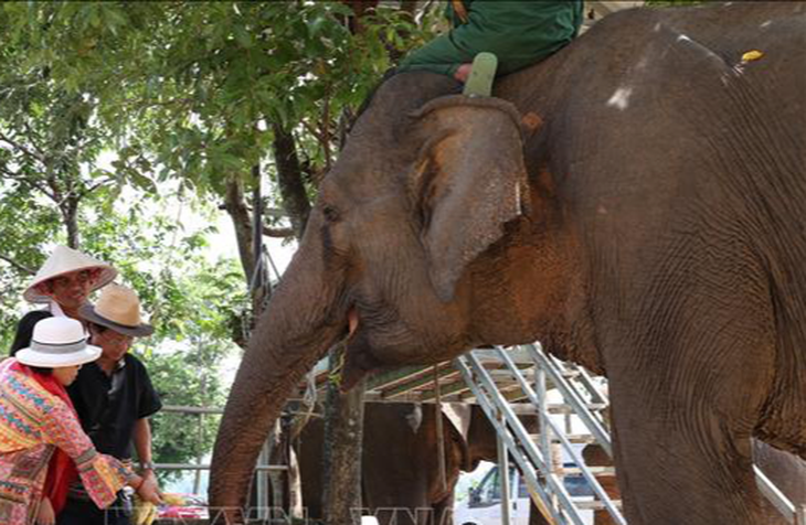 UBND tỉnh Đắk Lắk đã phê duyệt Đề án Du lịch voi thân thiện và hướng đến năm 2026 chấm dứt việc cưỡi voi trong hoạt động du lịch - Ảnh: TTXVN