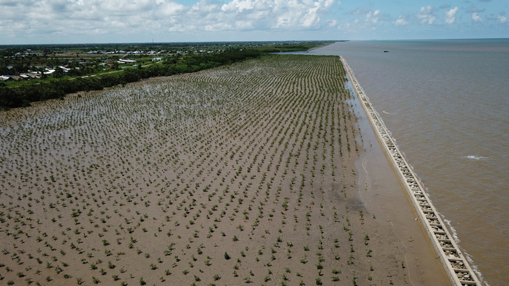 Tỉnh Cà Mau dùng hai hàng cọc ly tâm bỏ đá vào để chắn sóng, tái tạo bãi bồi và trồng rừng đã phát huy hiệu quả cao - Ảnh: CHÍ QUỐC