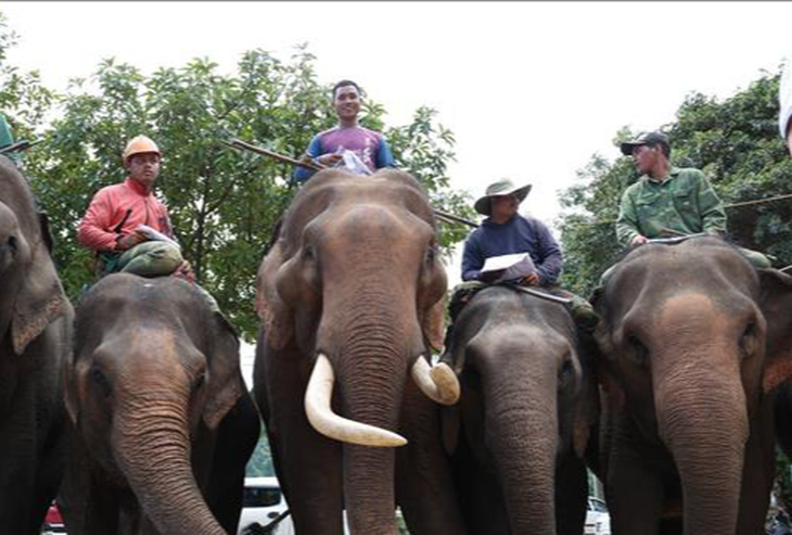 Chăm sóc voi tại huyện Lắk, Đắk Lắk - Ảnh: TTXVN
