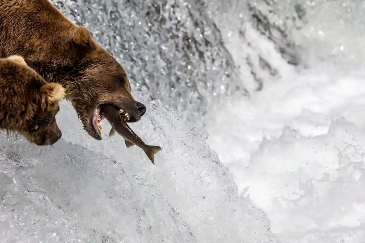 Con gấu nâu ăn cá hồi ở thác Brooks thuộc bang Alaska (Mỹ). Các con gấu nâu tận hưởng những bữa tiệc thịnh soạn từ tháng 7 đến tháng 9, khi hàng triệu con cá hồi bơi lên thượng nguồn - Ảnh: GETTY IMAGES