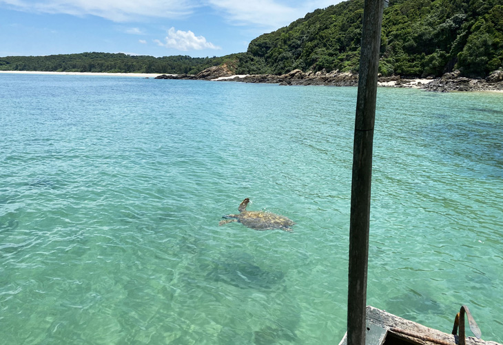 Cá thể rùa biển bơi ngay sát tàu của ngư dân tại vùng biển thuộc đảo Cô Tô con, huyện Cô Tô, tỉnh Quảng Ninh - Ảnh: GIA MẠNH