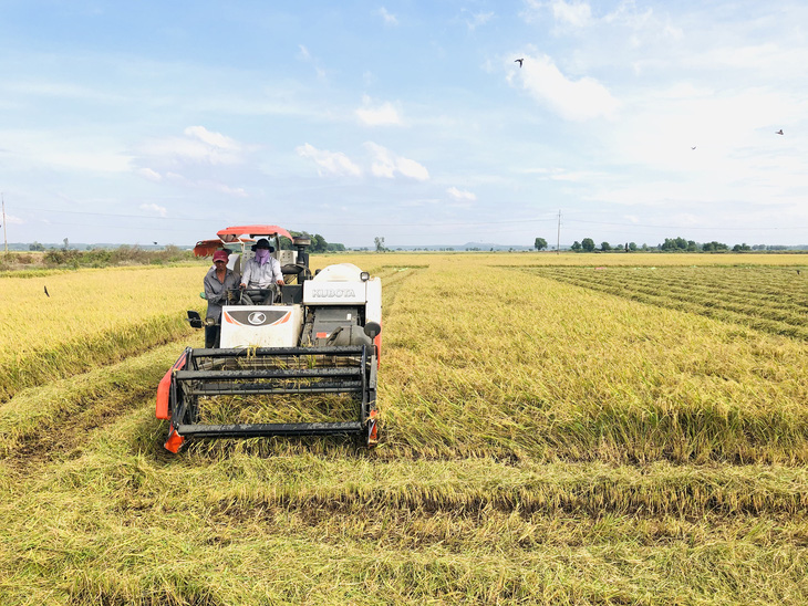 Xuất khẩu lúa gạo Việt Nam đang đứng trước yếu tố “thiên thời” cực lớn - Ảnh: Công ty cung cấp