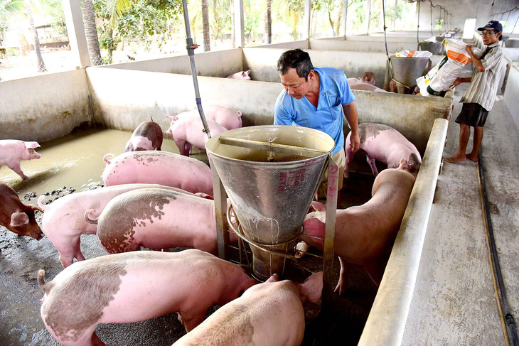 Một nông trại nuôi heo ở Đồng Nai. Phụ phẩm, chất thải nông nghiệp là một trong những nguồn sinh khối dồi dào cho sản xuất hydro tại Việt Nam - Ảnh: QUANG ĐỊNH
