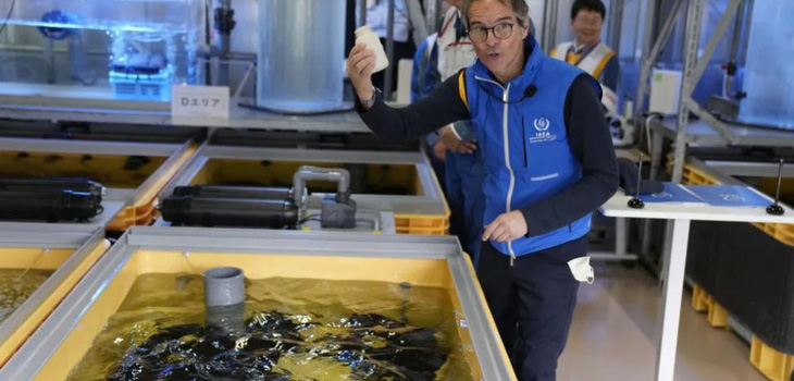 Live flounder in an aquarium filled with treated wastewater in a laboratory at the Fukushima plant in July.  Photo: Bloomberg