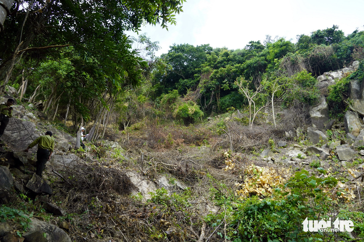 Một góc khu đất trên núi Nhỏ, Vũng Tàu có cây rừng bị chặt hạ - Ảnh: ĐÔNG HÀ 