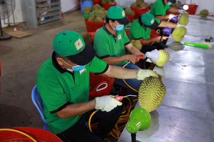 Công nhân làm sạch sinh vật gây hại, bụi bẩn trên trái sầu riêng trước khi đóng gói xuất khẩu - Ảnh: T.VY