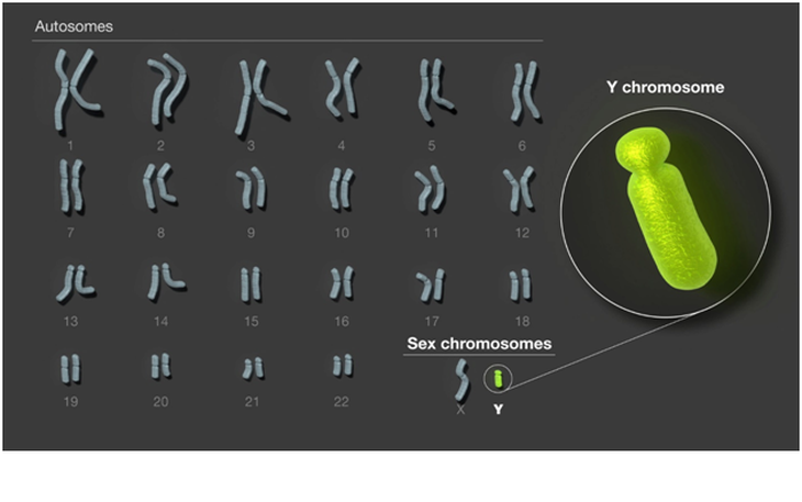 Giải mã bí ẩn nhiễm sắc thể Y xác định giới tính nam