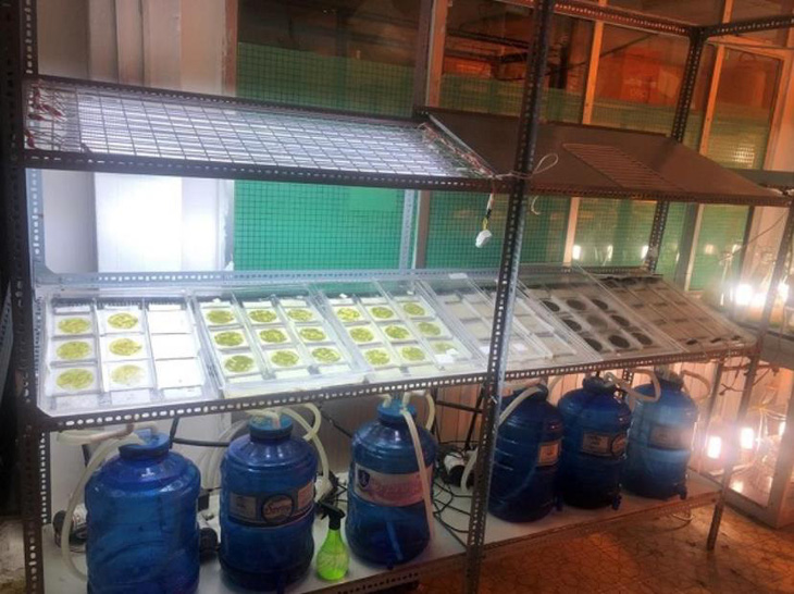 Microalgae cultivation model in group associate.  Professor Dr. Tran Hoang Dung - Photo: CTV