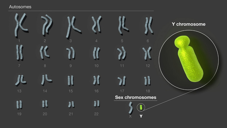 Giải mã bí ẩn nhiễm sắc thể Y xác định giới tính nam - Ảnh 1.
