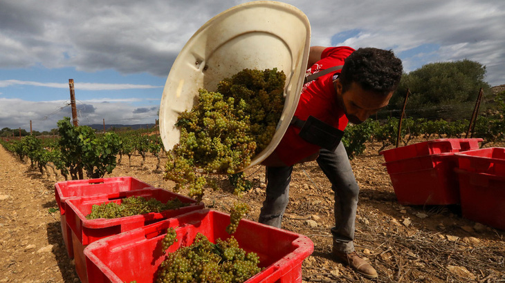 Các nhà làm rượu ở Pháp đang chịu cảnh được mùa mất giá, trong khi xuất khẩu thì suy giảm - Ảnh: AFP