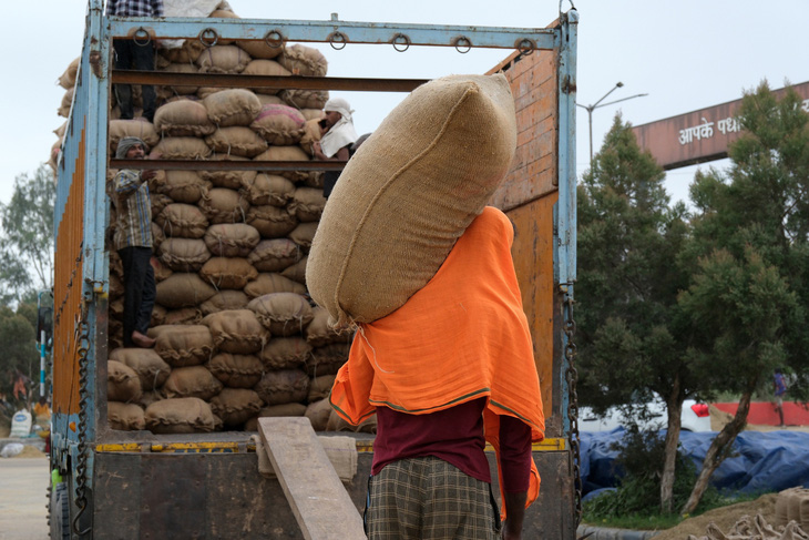 Người lao động đang chất lúa lên xe ở thành phố Ambala, Ấn Độ - Ảnh: BLOOMBERG