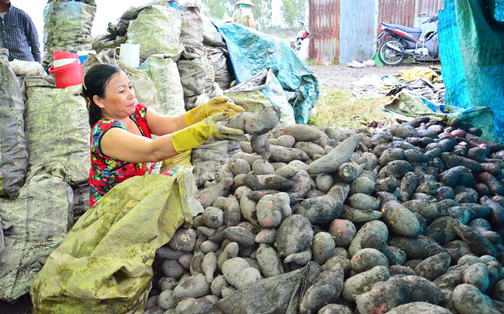 Dân Kiên Giang phấn khởi vì doanh nghiệp liên kết mua khoai lang xuất khẩu