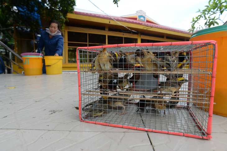 Những chú chim tội nghiệp bị bắt nhốt để bán cho người dân thực hành phóng sinh - Ảnh: T.T.D