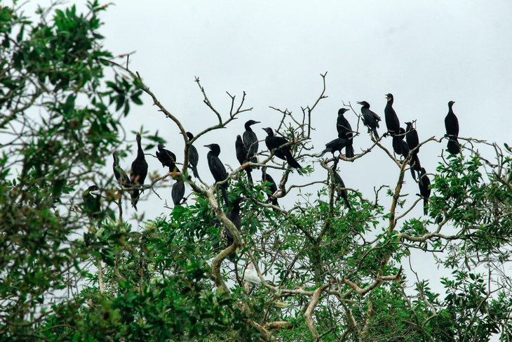 Khu Ramsar Trà Sư và các nguồn tài nguyên từ đất ngập nước- Ảnh: Cty cung cấp