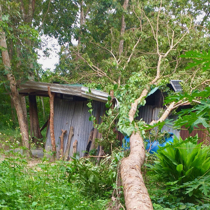 Cây căm xe bị kẻ gian cưa đổ đè lên chốt bảo vệ rừng - Ảnh: BQL rừng phòng hộ Bắc Khánh Hòa