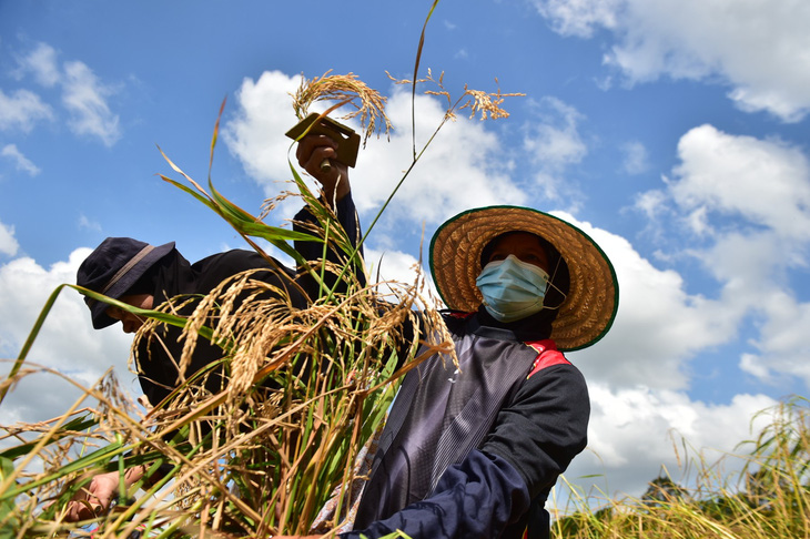 Thái Lan giảm trồng lúa sẽ gây thêm sức ép lên nguồn cung gạo - Ảnh: AFP