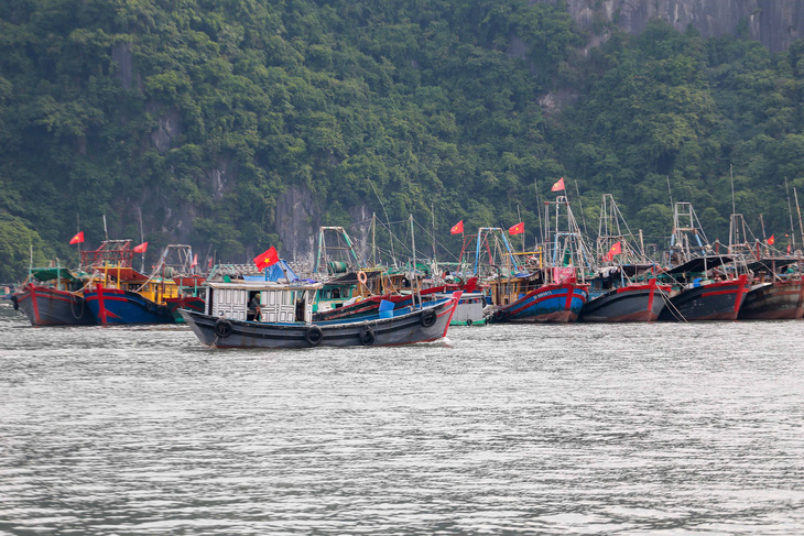 Tàu cá hoạt động ở vùng biển tỉnh Quảng Ninh - Ảnh: C.TUỆ