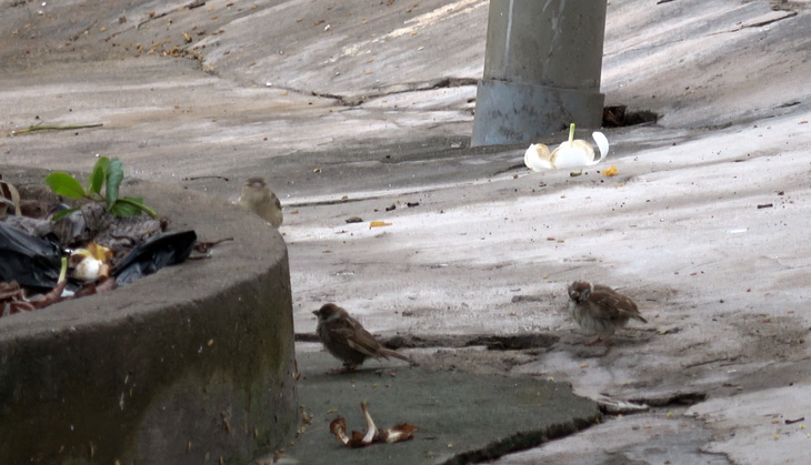 Xung quanh các lồng chim phóng sinh là những chú chim sẻ bay lượn tự do, kiếm thức ăn rơi vãi từ lồng chim phóng sinh - Ảnh: ĐÔNG HÀ
