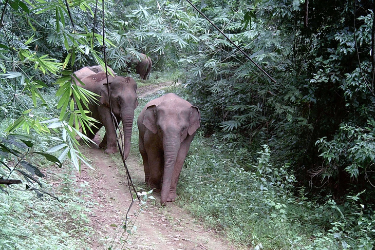 Thông qua tổng hợp, phân tích từ 16.000 tấm ảnh, các nhà khoa học khẳng định số lượng đàn voi rừng ở Đồng Nai cao gấp đôi thực tế