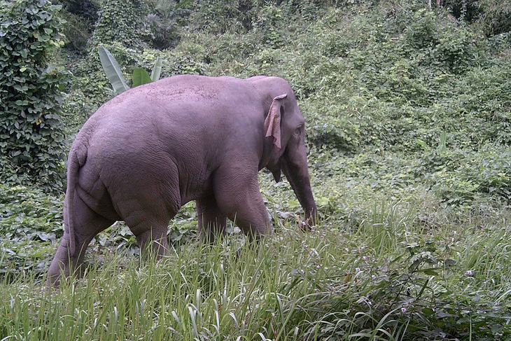 Thể trạng đàn voi rừng ở Đồng Nai được đánh giá cao do sinh cảnh tốt
