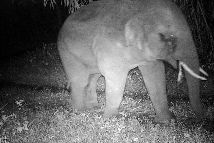 Từ tín hiệu khả quan ở Đồng Nai, các nhà khoa học cho rằng khi áp dụng giám sát bằng bẫy ảnh, số lượng voi rừng thực tế sẽ có thể tăng lên