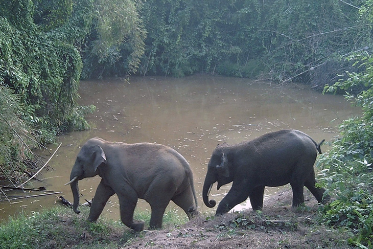 Hai con voi rừng đi kiếm thức ăn cạnh ao nước