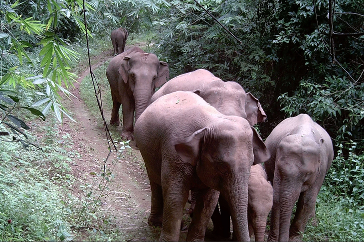Bẫy ảnh ghi lại hình ảnh đàn voi rừng ở Đồng Nai tăng cao so với con số trước đó - Ảnh: Chi cục Kiểm lâm Đồng Nai, Cục Lâm nghiệp và Tổ chức HSI cung cấp