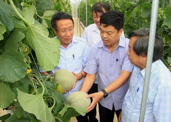 Ông Hà Sỹ Đồng - (bìa trái) phó trưởng Ban chỉ đạo các chương trình mục tiêu quốc gia của tỉnh Quảng Trị, cùng ông Hồ Xuân Hòe - chánh văn phòng Chương trình Nông thôn mới tỉnh đi kiểm tra mô hình sản xuất dưa lưới theo hướng hữu cơ - Ảnh: TRẦN XUÂN NHẤT