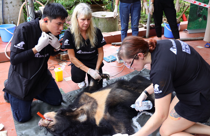 Gây mê khám sức khỏe cho gấu tại hiện trường cứu hộ - Ảnh: Tổ chức Động vật châu Á
