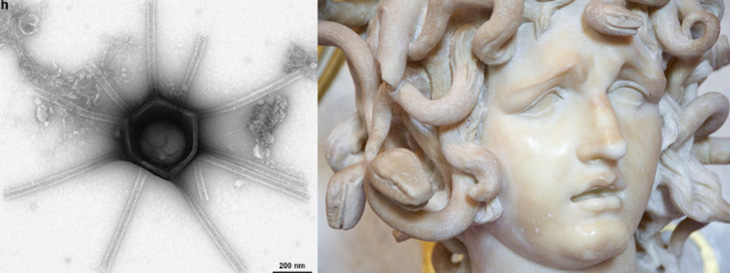 Ảnh trái là vi rút 'gorgon' rộng 410nm được tìm thấy trong đất của rừng Harvard. Ảnh phải: tượng Medusa - Ảnh: BIORXIV