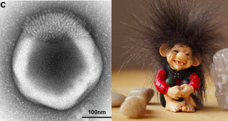 Virus 'haircut' được tìm thấy trong đất rừng Harvard (trái) và một con búp bê troll (phải) - Ảnh: BIORXIV