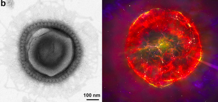 Vi rút 'supernova' rộng 490nm (trái) và hình vẽ siêu tân tinh của một nghệ sĩ (phải) - Ảnh: BIORXIV